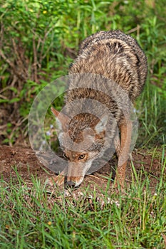 Coyote (Canis latrans) Sniffs Ground Outside Den