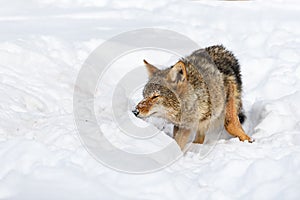 Coyote (Canis latrans) Sniffs at Snow With Blood Stains Winter