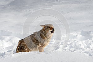 Coyote (Canis latrans) in Snow Mouth Open Winter