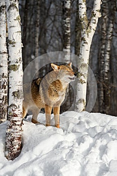 Coyote (Canis latrans) Standing Near Birch Tree Raises Head to Howl Winter