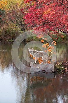 Coyote Canis latrans Standing on Rock Reflected Autumn