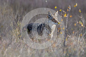 Coyote Canis latrans standing in tall prairie grass