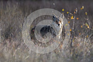 Coyote Canis latrans standing in tall prairie grass