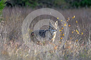 Coyote Canis latrans standing in tall prairie grass