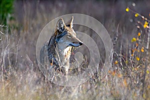 Coyote Canis latrans standing in tall prairie grass