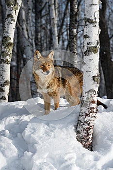 Coyote (Canis latrans) Stands Behind Birch Tree Looking Right Winter