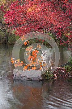 Coyote (Canis latrans) Stands Behind Orange Leaves Looking Out Autumn