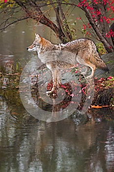 Coyote Canis latrans Stands at Edge of Water Profile Autumn