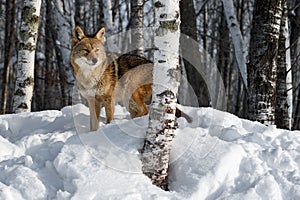 Coyote (Canis latrans) Stands on Forest Embankment Behind Birch Tree Winter