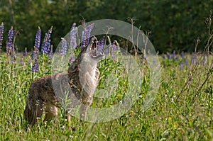 Coyote Canis latrans Stands Howling in Lupin Patch