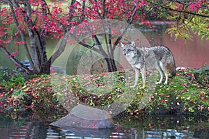 Coyote Canis latrans Stands on Island in Rain Autumn