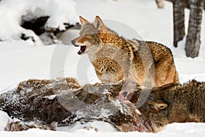 Coyote (Canis latrans) Stands Over Deer Body Mouth Open Winter