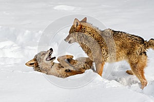 Coyote (Canis latrans) Stands Over Packmate Baring Teeth Winter