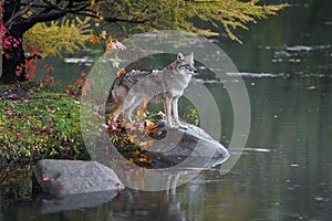 Coyote Canis latrans Stands with Paws on Rock