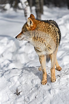 Coyote (Canis latrans) Stands in Profile Looking Left Winter