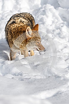 Coyote (Canis latrans) Stands in Profile Looking Right Nose Down Winter