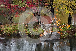 Coyote Canis latrans Stands on Rock Island Autumn