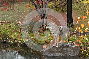 Coyote (Canis latrans) Stands on Rock Side Eye Ears Back Autumn