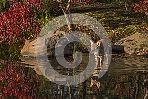 Coyote Canis latrans Stands in Water