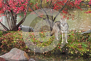 Coyote (Canis latrans) Stares Directly Out From Island in Rain Autumn