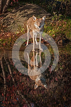 Coyote Canis latrans Stares Out With Reflection