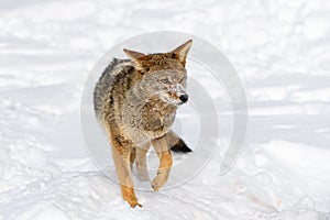 Coyote (Canis latrans) Steps and Turns Ears to Sides Winter