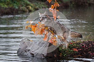 Coyote Canis latrans Steps Up on Rock Autumn