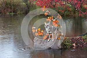 Coyote (Canis latrans) Teeters on Rock Edge in Rain Autumn