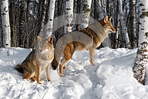 Coyote (Canis latrans) Together on Edge of Birch Forest Winter