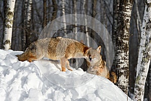 Coyote (Canis latrans) Touches Face of Packmate in Forest Winter