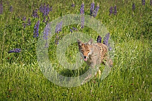 Coyote Canis latrans Trots Forward in Lupine Field