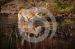 Coyote Canis latrans Wades in Water