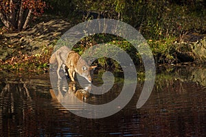 Coyote Canis latrans Wades into Water Nose Forward photo