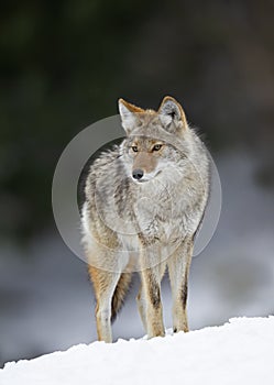 Coyote Canis latrans walking and hunting in the winter snow in Canada