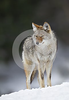 Coyote Canis latrans walking and hunting in the winter snow in Canada