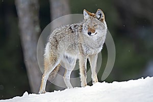 A coyote Canis latrans walking and hunting in the winter snow in Canada