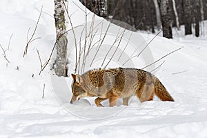 Coyote (Canis latrans) Walks Left Nose Down Winter