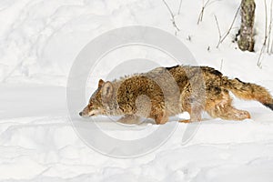 Coyote (Canis latrans) Walks Left Nose Low Winter