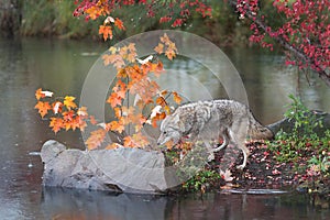 Coyote (Canis latrans) Walks Towards Rock and Leaves Autumn