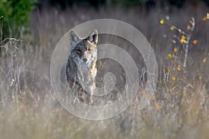 Coyote Canis latrans in the wild, standing in tall prairie grass