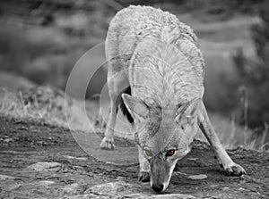Coyote Canis latrans Yellowstone National Park Black and White