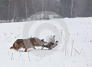 Coyote chasing pheasant