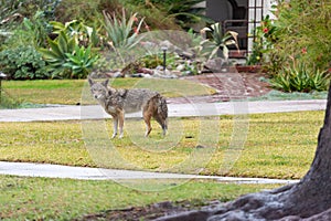 Coyote in the city