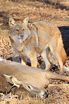 Coyote claiming deer kill