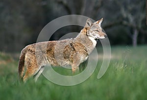 Coyote in the Cove