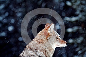 Coyote covered in snow