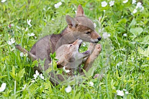 Coyote cubs playing around