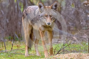 Coyote Death Stare at King Gillette Ranch