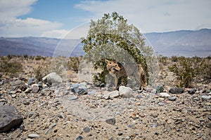 A coyote in death valley