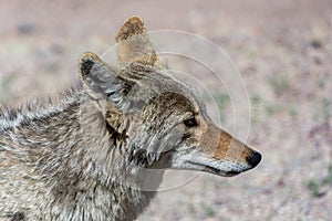 Coyote in Death Valley alongside the road